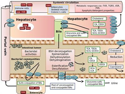 Unraveling Host-Gut Microbiota Dialogue and Its Impact on Cholesterol Levels